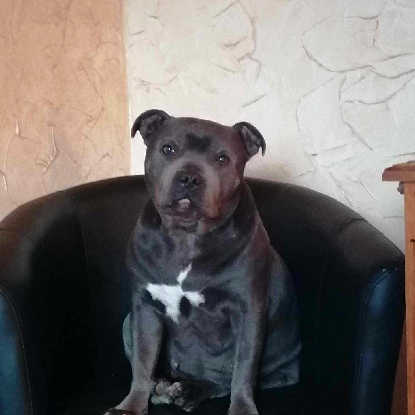 Lynone a rejoint le concours — aidez-le/la à gagner de superbes lots ! animal, armchair, boxer, bulldog, canine, chair, couch, cushion, dog, face, furniture, head, homedecor, person, pet, photography, pitbull, portrait, puppy, snout