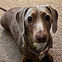 Bailey is registered to the contest to win money with this photo: dog, dachshund, pet, animal, canine, brown_coat, collar, carpet, indoor, portrait, cute, looking_up, sitting, small_dog, domestic_animal, fur, ears, nose, paws, companion