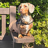 Bailey is registered to the contest to win money with this photo: dog, dachshund, bench, wood, sunlight, outdoor, greenery, leaves, pet, animal, canine, sitting, collar, daylight, nature, portrait, fur, small_dog, shade, garden