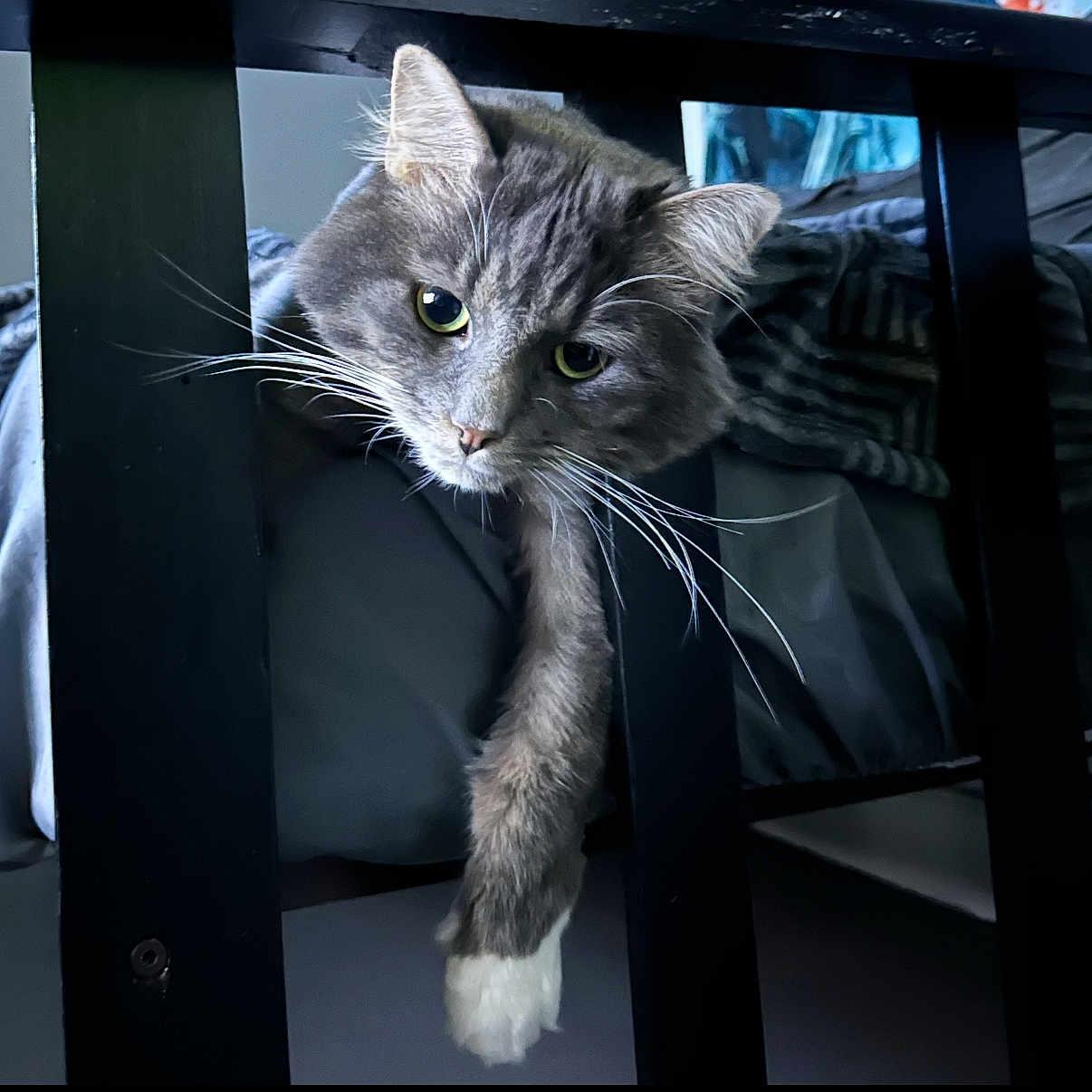 Boo is registered to the contest to win money with this photo: abyssinian, alloywheel, animal, car, carwheel, cat, chair, couch, furniture, gray, kitten, machine, manx, pet, shelf, spoke, tire, transportation, vehicle, wheel