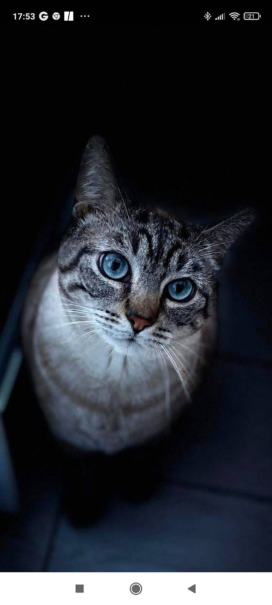 Marty participe au concours pour gagner de l'argent avec cette photo : carnivore, cat, darkness, domestic_short_haired_cat, felidae, fur, grey, macro_photography, monochrome_photography, small_to_medium_sized_cats, still_life_photography, terrestrial_animal, whiskers, wildlife