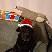 Pirate a rejoint le concours — aidez-le/la à gagner de superbes lots ! dog, black_dog, santa_hat, couch, pillow, bolster_pillow, blanket, colorful_blanket, indoor, pet, holiday, christmas, festive, seated, looking_at_camera, quilted_fabric, home, animal, domestic_animal, cute
