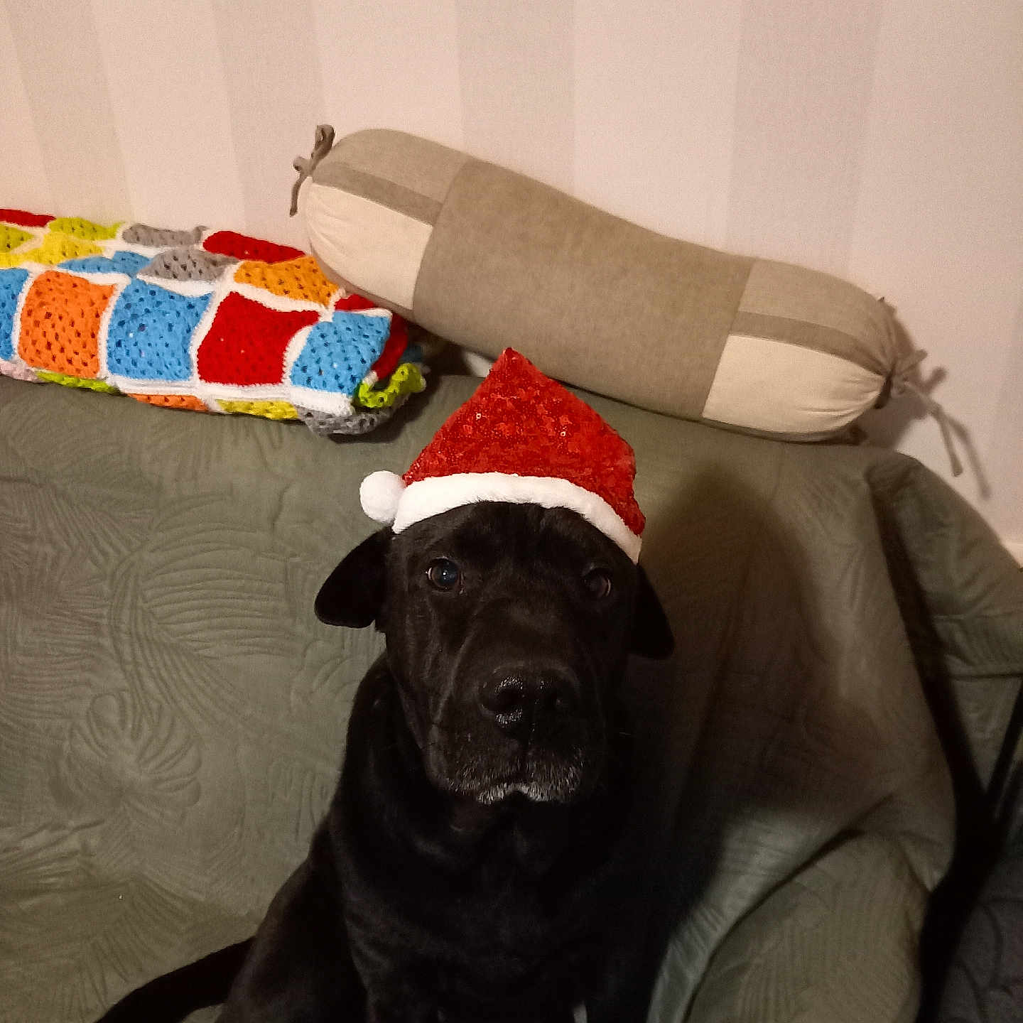 Pirate a rejoint le concours — aidez-le/la à gagner de superbes lots ! dog, black_dog, santa_hat, couch, pillow, bolster_pillow, blanket, colorful_blanket, indoor, pet, holiday, christmas, festive, seated, looking_at_camera, quilted_fabric, home, animal, domestic_animal, cute