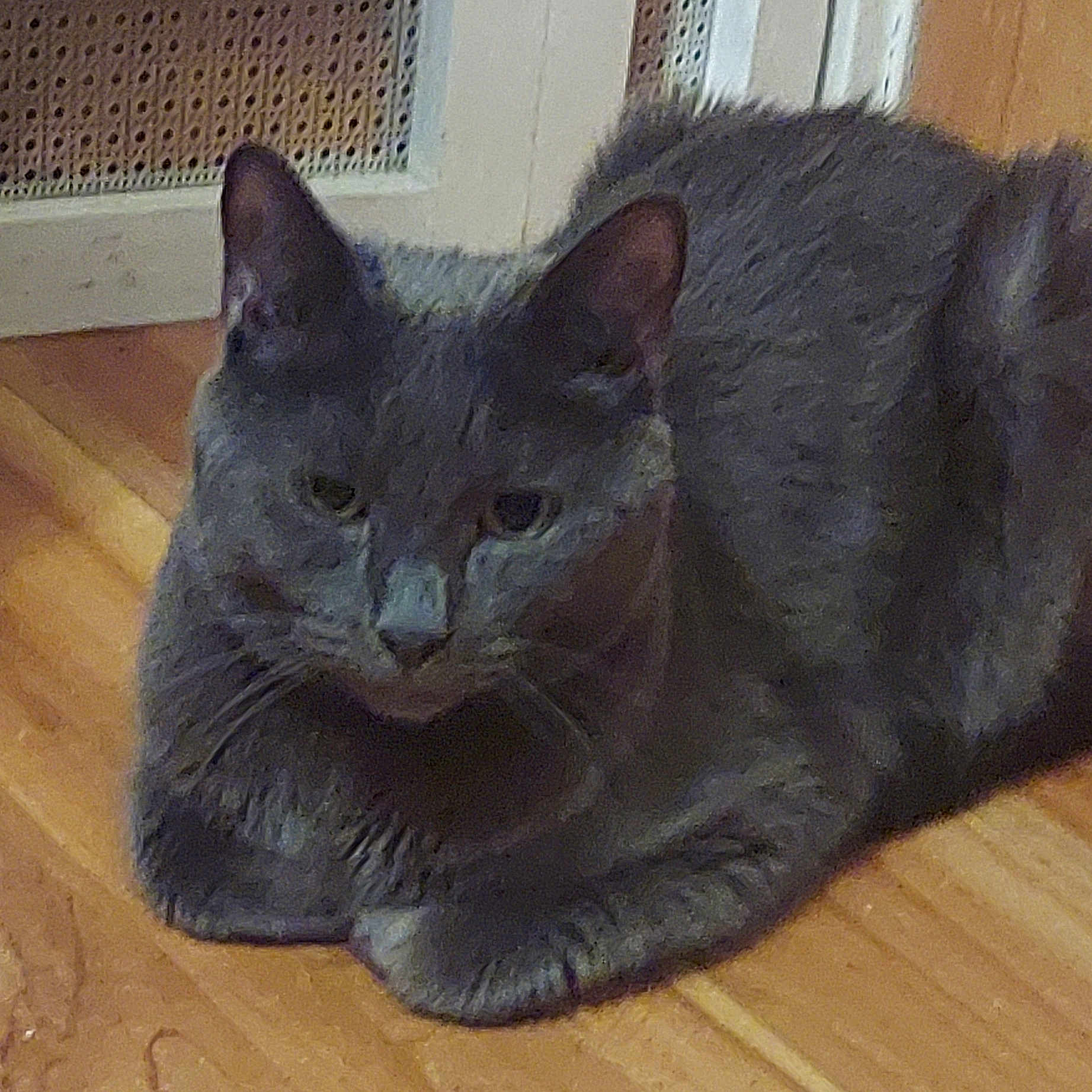 Yoshi joined the competition — help win amazing prizes! cat, gray_cat, pet, animal, indoor, wooden_floor, door, mesh_screen, relaxed, feline, fur, whiskers, ears, paws, lying_down, domestic_animal, quiet, resting, close_up, companion