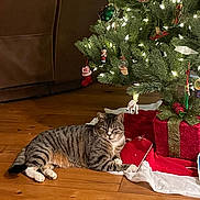 Spencer joined the competition — help win amazing prizes! cat, tabby_cat, christmas_tree, ornaments, lights, gift, floor, wooden_floor, tree_skirt, holiday, decorations, indoor, pet, animal, festive, red, green, white, relaxed, cozy