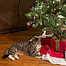 cat, tabby_cat, christmas_tree, ornaments, lights, gift, floor, wooden_floor, tree_skirt, holiday, decorations, indoor, pet, animal, festive, red, green, white, relaxed, cozy
