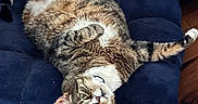 Spencer joined the competition — help win amazing prizes! cat, tabby_cat, pet, animal, indoor, cushion, blue_cushion, wooden_floor, relaxed, stretching, fur, whiskers, paw, upside_down, cute, mammal, domestic_animal, resting, feline, cozy