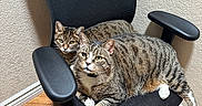 Spencer joined the competition — help win amazing prizes! animal, cat, chair, companions, cozy, cute, domestic_cat, floor, furniture, indoor, office_chair, pet, relaxed, resting, striped, tabby_cat, texture, two_animals, wall, wood_floor