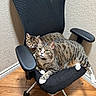 Spencer joined the competition — help win amazing prizes! cat, tabby_cat, chair, office_chair, furniture, indoor, pet, animal, resting, cozy, striped, domestic_cat, floor, wood_floor, wall, texture, two_animals, relaxed, cute, companions