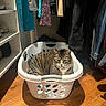 Spencer joined the competition — help win amazing prizes! cat, tabby_cat, laundry_basket, clothes, closet, wooden_floor, indoor, pet, feline, striped, sitting, white_basket, household, cozy, fur, domestic_animal, relaxed, animal, resting, home