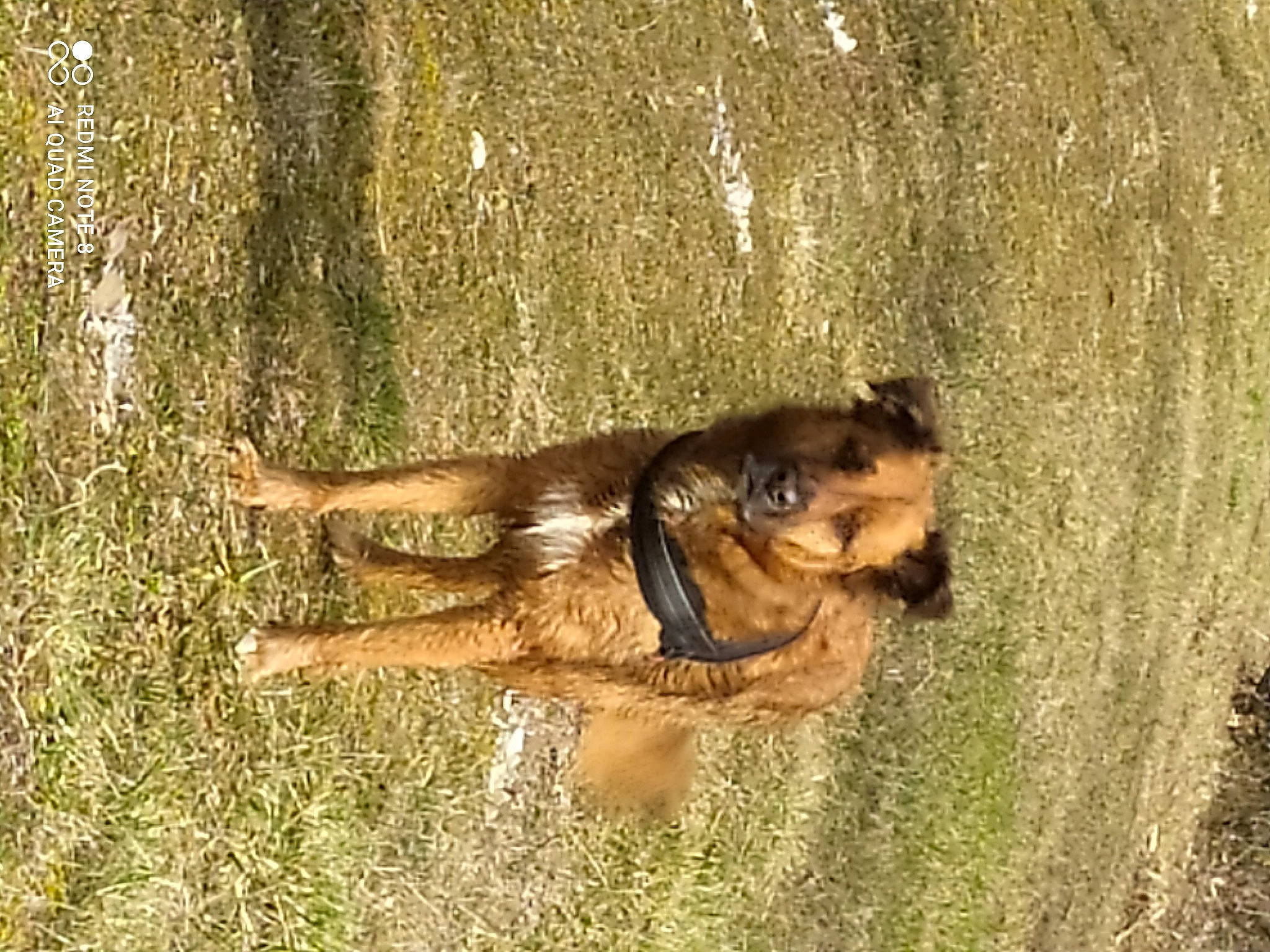 Norton a rejoint le concours — aidez-le/la à gagner de superbes lots ! canidae, carnivore, companion_dog, dog, dog_breed, fawn, grass, guard_dog, hunting_dog, liver, soil, sporting_group, tail, terrestrial_animal, tree, trunk, wildlife, wood, working_animal, working_dog