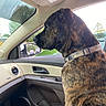 animal, brindle, calm, car, collar, dashboard, daylight, dog, door_panel, interior, leather_seat, looking_out, parked_cars, passenger_seat, pet, seat, side_mirror, trees, vehicle, window