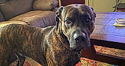 Creed joined the competition — help win amazing prizes! animal, brindle, brown, carpet, cozy, curious, cushion, dog, domestic, floor, furniture, indoor, living_room, pet, recliner, rope_toy, table, television, toy, wooden_door