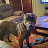 animal, brindle, brown, carpet, cozy, curious, cushion, dog, domestic, floor, furniture, indoor, living_room, pet, recliner, rope_toy, table, television, toy, wooden_door