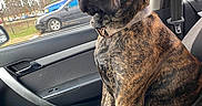Creed joined the competition — help win amazing prizes! dog, brindle, car_interior, passenger_seat, seatbelt, window, parking_lot, trees, car_door, collar, pet, animal, sitting, looking_out_window, daytime, vehicle, calm, side_view, domestic_animal, mammal