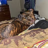 bed, blanket, brindle, cozy, curious, dog, domestic_animal, drape, fan, furniture, indoor, looking_back, pet, portrait, resting_dog, room, sleeping_area, television, wall_art, wooden_furniture