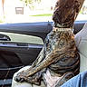 animal, brindle, canine, car, car_seat, collar, companion, curious, daylight, dog, domestic_animal, interior, leather_seat, looking, pet, resting, seat, sitting, vehicle, window