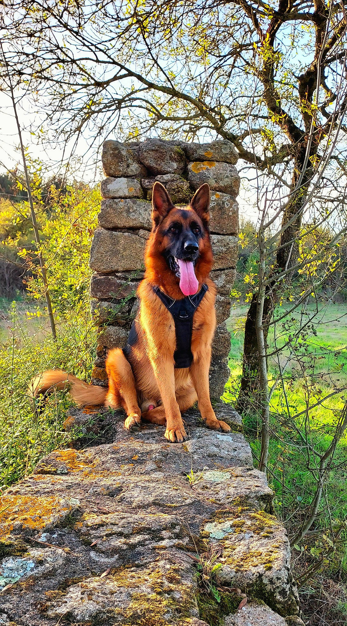 Ryo participe au concours pour gagner de l'argent avec cette photo : canidae, carnivore, dog, dog_breed, dog_hiking, east_european_shepherd, fawn, german_shepherd_dog, grass, herding_dog, king_shepherd, old_german_shepherd_dog, plant, sky, snout, sporting_group, tail, tree, walking, wildlife