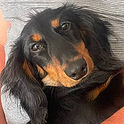 Arcko a rejoint le concours — aidez-le/la à gagner de superbes lots ! dog, long_hair, black_and_tan, pet, close_up, face, fur, ears, resting, person, striped_shirt, comfort, indoors, cute, animal, portrait, canine, friendly, looking, cuddly