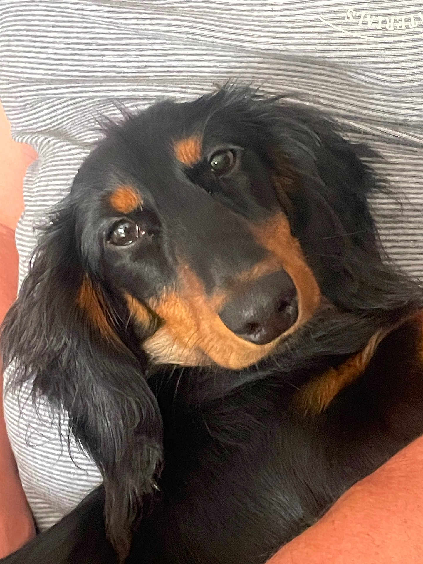 Arcko a rejoint le concours — aidez-le/la à gagner de superbes lots ! dog, long_hair, black_and_tan, pet, close_up, face, fur, ears, resting, person, striped_shirt, comfort, indoors, cute, animal, portrait, canine, friendly, looking, cuddly