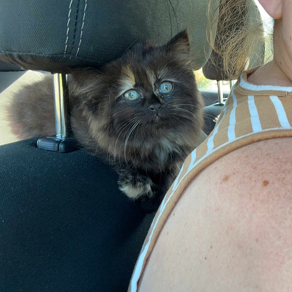 Margot joined the competition — help win amazing prizes! accessories, adult, animal, cat, chair, cushion, face, female, furniture, glasses, head, headrest, homedecor, kitten, person, pet, photography, portrait, sunglasses, woman