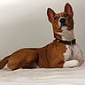 Okhami a rejoint le concours — aidez-le/la à gagner de superbes lots ! dog, basenji, brown, white, pet, collar, lying_down, indoor, animal, canine, alert, ears_up, fur, portrait, looking_up, resting, domestic_animal, cute, calm, clean_background