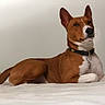 dog, basenji, pet, animal, brown, white, collar, lying_down, ears, alert, fur, domestic_animal, canine, portrait, indoor, resting, looking_away, quiet, calm, minimalist_background