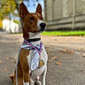 Okhami participe au concours pour gagner de l'argent avec cette photo : dog, basenji, medal, bandana, outdoor, sidewalk, leash, brown, white, pet, animal, portrait, victory, award, fall, autumn, leaf, blurred_background, street, calm