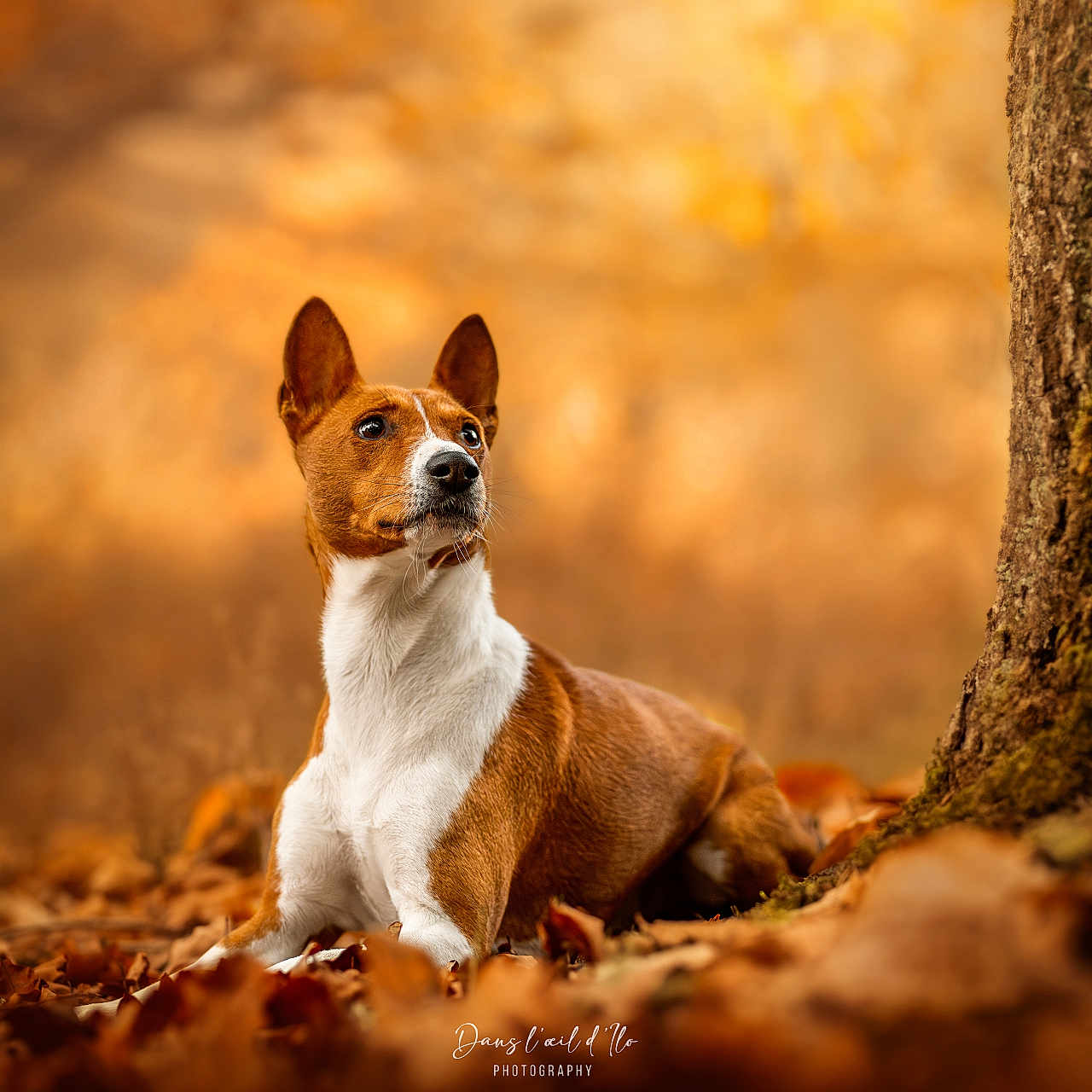 Okhami a rejoint le concours — aidez-le/la à gagner de superbes lots ! dog, basenji, autumn, fall_leaves, tree_trunk, bokeh, outdoor, nature, pet, animal, brown_and_white, alert, lying_down, forest, seasonal, moss, canine, focused, leaf_litter, warm_colors