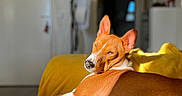 Okhami participe au concours pour gagner de l'argent avec cette photo : dog, basenji, sunlight, yellow_blanket, indoor, relaxed, pet, animal, canine, fur, paw, ear, snout, home, blurred_background, resting, cute, domestic, cozy, portrait