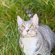 Ary a rejoint le concours — aidez-le/la à gagner de superbes lots ! cat, tabby_cat, yellow_eyes, pink_nose, grass, outdoor, nature, animal, pet, feline, whiskers, fur, portrait, curious, close_up, green_background, sitting, daylight, soft_light, blurry_background