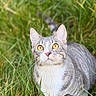 animal, blurry_background, cat, close_up, curious, daylight, feline, fur, grass, green_background, nature, outdoor, pet, pink_nose, portrait, sitting, soft_light, tabby_cat, whiskers, yellow_eyes