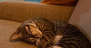 Ary participe au concours pour gagner de l'argent avec cette photo : cat, tabby, sleeping, couch, pillow, indoor, cozy, pet, feline, resting, fur, whiskers, paw, home, relaxation, animal, domestic, comfort, window, soft_light