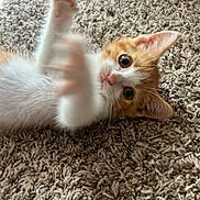 Tilly Jo joined the competition — help win amazing prizes! animal, carpet, cat, closeup, curious, cute, domestic_animal, feline, fur, indoor, kitten, lying_down, motion_blur, orange_cat, paw, pet, playful, whiskers, white_cat, young_cat