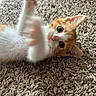 animal, carpet, cat, closeup, curious, cute, domestic_animal, feline, fur, indoor, kitten, lying_down, motion_blur, orange_cat, paw, pet, playful, whiskers, white_cat, young_cat