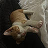 bed, blanket, cat, comfort, cozy, cute, domestic_animal, feline, fur, indoor, kitten, orange_and_white, paw, pet, relaxing, resting, sleeping, snuggling, soft, young_cat
