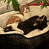 animal, calico, cat, cats, comfort, cozy, cute, ears, feline, fur, greenery, home, indoor, pet_bed, relaxation, resting, sleepy, snuggling, tabby, whiskers