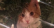 Tilly Jo is registered to the contest to win money with this photo: animal, cat, christmas_lights, christmas_tree, close_up, curious, cute, decorations, eyes, feline, festive, fur, greenery, holiday, indoor, kitten, orange_and_white, pet, soft_light, whiskers