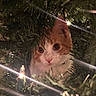 animal, cat, christmas_lights, christmas_tree, close_up, curious, cute, decorations, eyes, feline, festive, fur, greenery, holiday, indoor, kitten, orange_and_white, pet, soft_light, whiskers