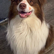 Thanos participe au concours pour gagner de l'argent avec cette photo : dog, happy, brown_and_white, fluffy, indoor, floor, pet, canine, smiling, fur, ears, animal, looking, sitting, closeup, portrait, domestic, cute, friendly, mammal
