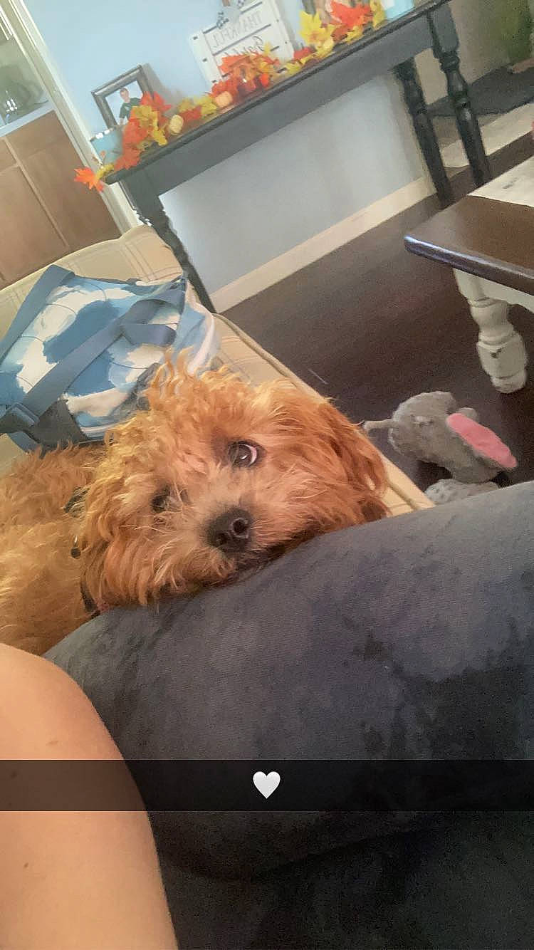 Stella is registered to the contest to win money with this photo: cabinetry, canidae, carnivore, comfort, companion_dog, dog, dog_breed, fawn, flooring, fur, gas, liver, room, small_terrier, snout, sporting_group, terrier, toy_dog, wood_burning_stove, yorkipoo