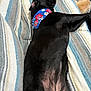Navy is registered to the contest to win money with this photo: animal, bandana, black_dog, canine, companion, cozy, cute, dog, domestic, floor, furry, indoor, lying_down, pet, relaxing, resting, rug, sleeping, small_dog, striped_blanket