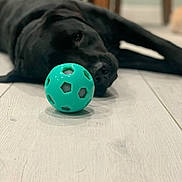 Navy joined the competition — help win amazing prizes! animal, ball, black_dog, blurred_background, canine, close_up, dog, domestic, floor, household, indoor, light, lying_down, pet, play, relaxed, resting, shadow, toy, wooden_floor