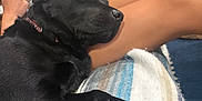 Navy joined the competition — help win amazing prizes! black_dog, blanket, comfort, couch, domestic, fur, hand, home, indoor, legs, living_room, nail_polish, paw, person, pet, phone, relaxation, resting, sleeping_dog, yellow_dog
