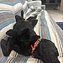 Navy joined the competition — help win amazing prizes! black_dog, canine, collar, comfort, couch, cozy, dog, domestic_animal, fur, indoor, living_room, nostrils, paw, pet, quiet, relaxed, resting, sleeping, snout, striped_blanket