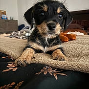 Bodie is registered to the contest to win money with this photo: animal, bedroom, black_and_tan, blanket, closeup, cozy, cute, dog, domestic, fur, indoor, lying_down, paw, pet, portrait, puppy, resting, soft, toy, young