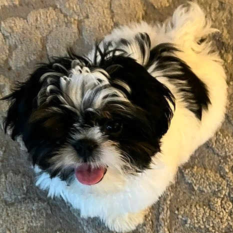 Pepper