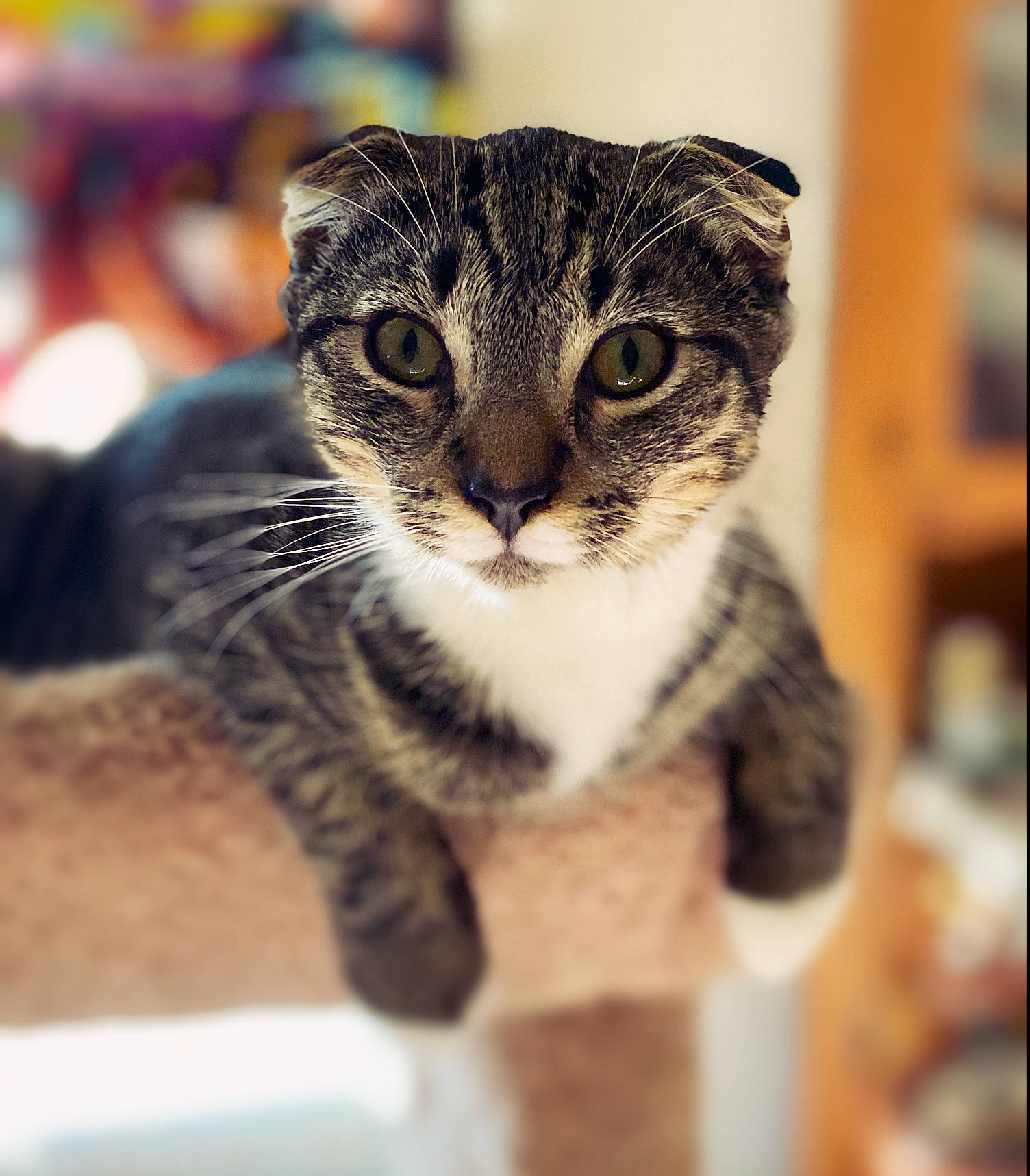 Nala joined the competition — help win amazing prizes! american_shorthair, asian, carnivore, cat, close_up, domestic_short_haired_cat, dragon_li, european_shorthair, eye, felidae, fur, kitten, nose, paw, photography, scottish_fold, small_to_medium_sized_cats, snout, tabby_cat, whiskers