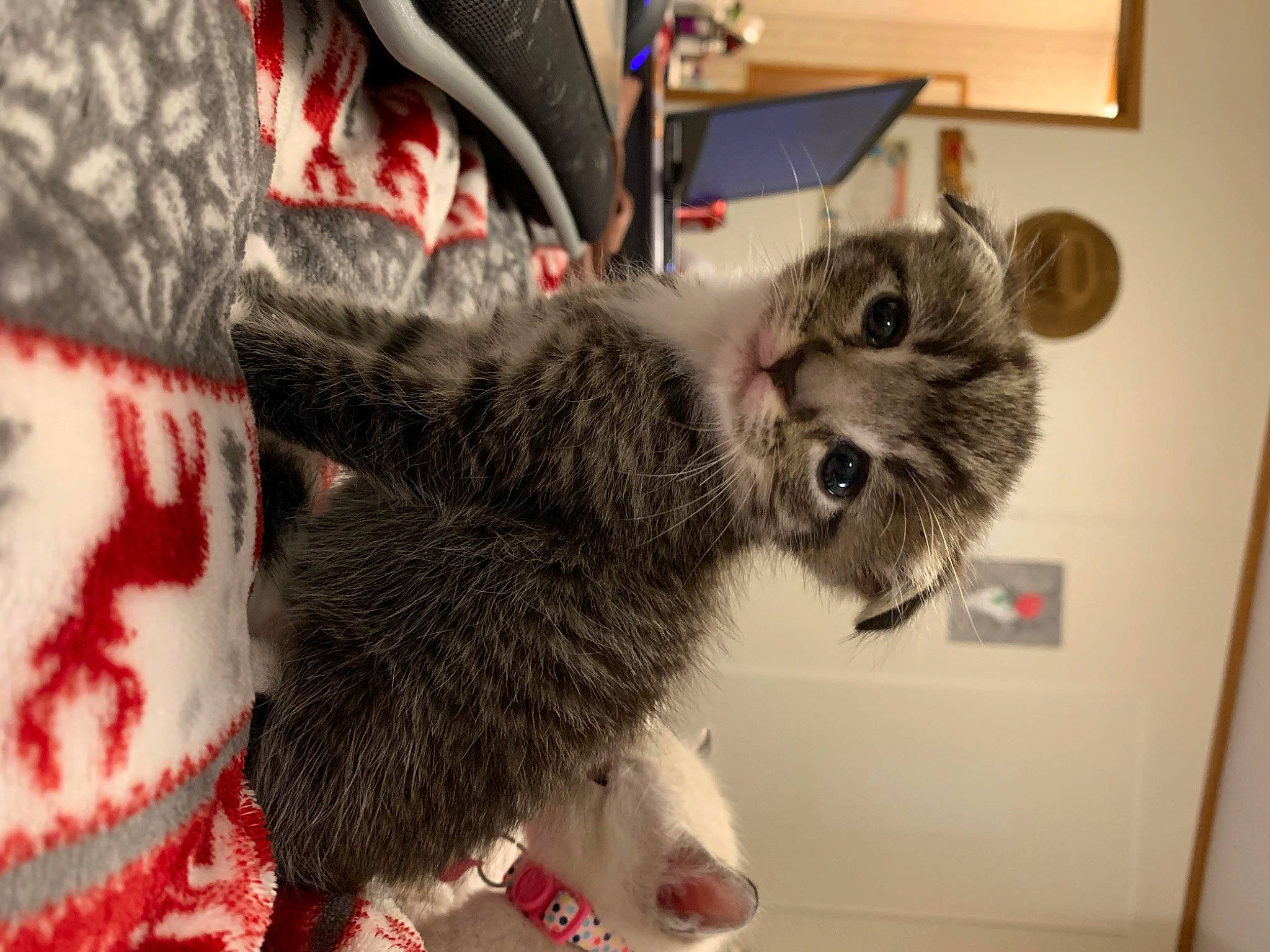 Nala is registered to the contest to win money with this photo: american_shorthair, carnivore, cat, chinchilla, claw, domestic_rabbit, domestic_short_haired_cat, ear, felidae, fur, kitten, rabbit, rabbits_and_hares, rodent, small_to_medium_sized_cats, snout, tabby_cat, whiskers