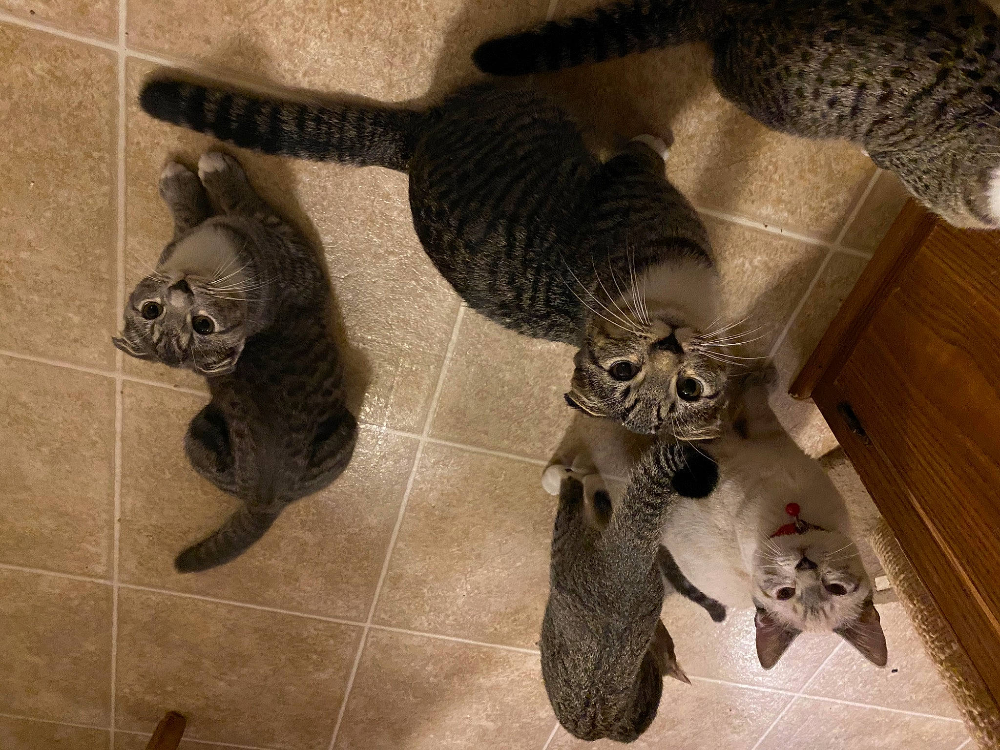 Nala is registered to the contest to win money with this photo: british_shorthair, carnivore, cat, domestic_short_haired_cat, egyptian_mau, european_shorthair, fawn, felidae, fur, kitten, ocicat, pixie_bob, russian_blue, scottish_fold, small_to_medium_sized_cats, tabby_cat, tail, whiskers